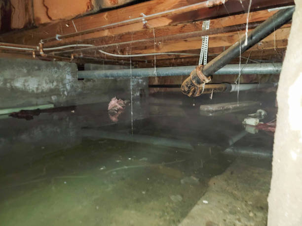 Best Local water damage restoration  in Lyons, GA
